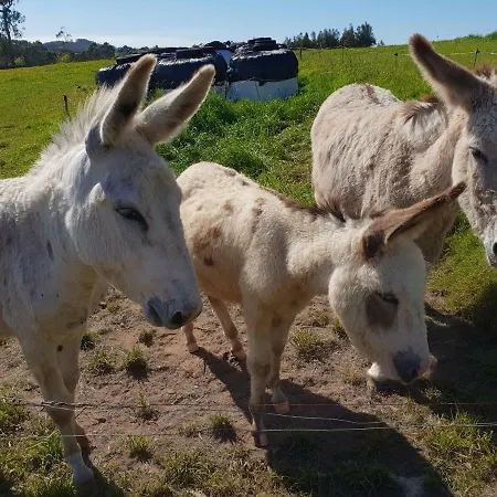 Κατάλυμα σε φάρμα El Piensu *