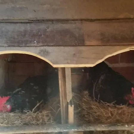 Farm stay El Piensu