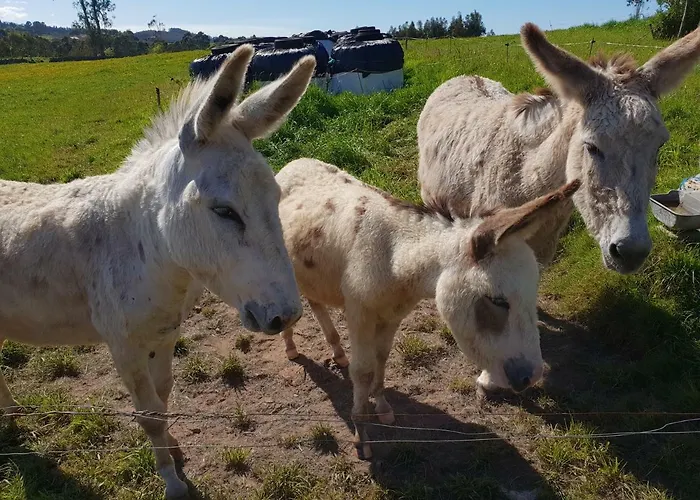 Bauernhof El Piensu *