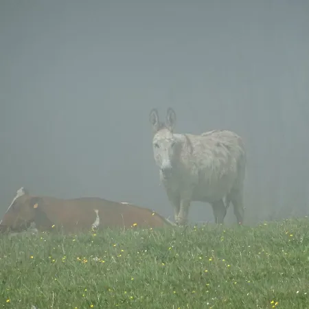 El Piensu * Villaviciosa (Asturias)
